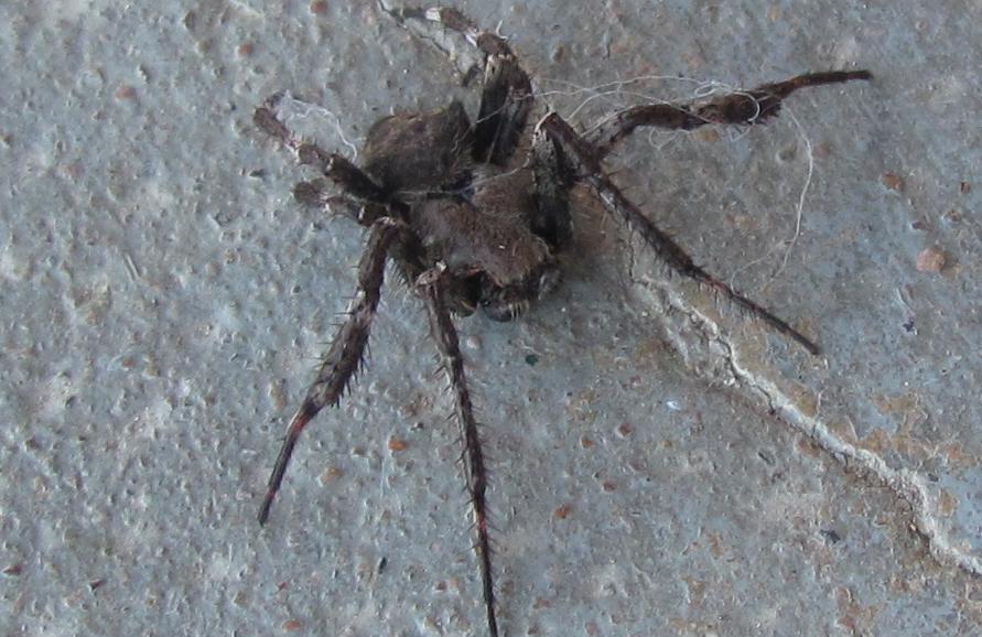 Araneus sp. (A. circe o A. angulatus)